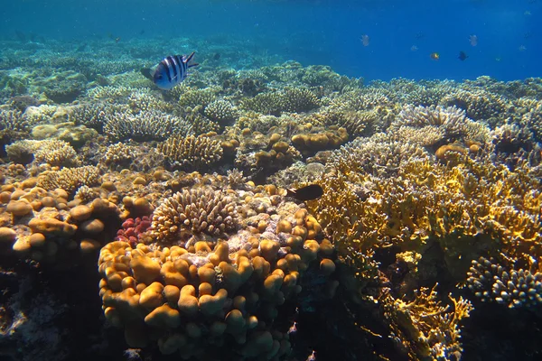 在埃及的珊瑚礁 — 图库照片