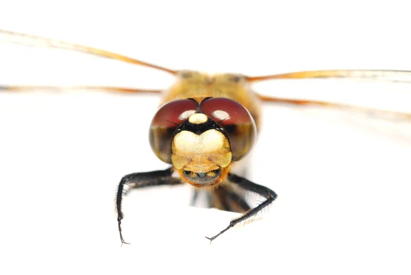 Ragonfly olha para a câmera — Fotografia de Stock