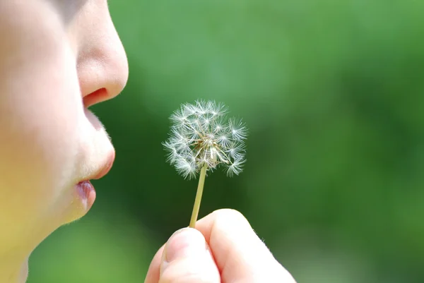 stock image Blowball before blowing