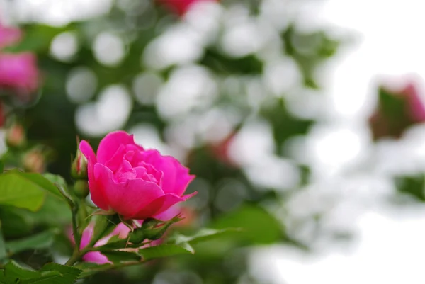 Rosa ros blommar — Stockfoto