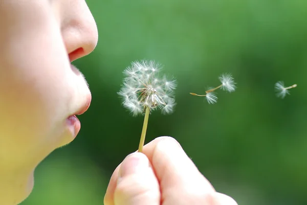 stock image Child and blowball