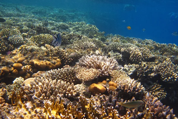 Dużo Koral — Zdjęcie stockowe