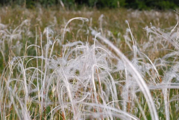 М'яка весняна трава в природному — стокове фото