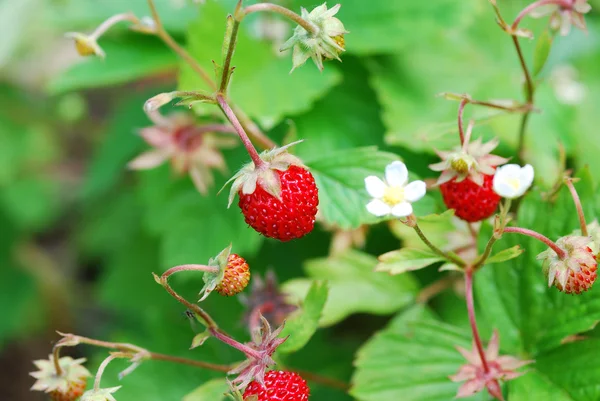 Frische Erdbeeren aus dem Wald — Stockfoto