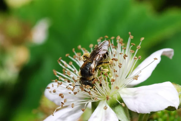 Bee sitting on blossom blackberry — Stock Photo, Image