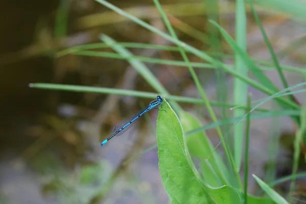 Blue dragonfly op blad — Stockfoto