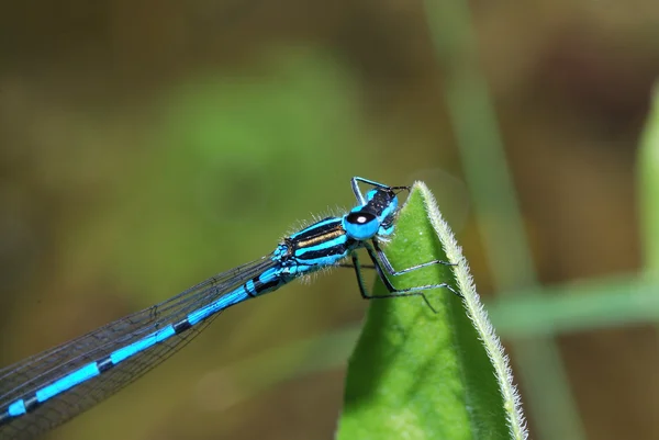 Blauwe libelle zittend op een blad — Stockfoto