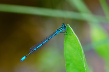 Blue dragonfly on the pond clipart