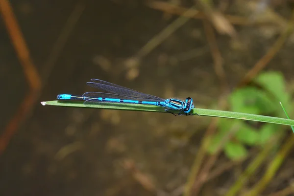 Dragonfly zit op blad — Stockfoto