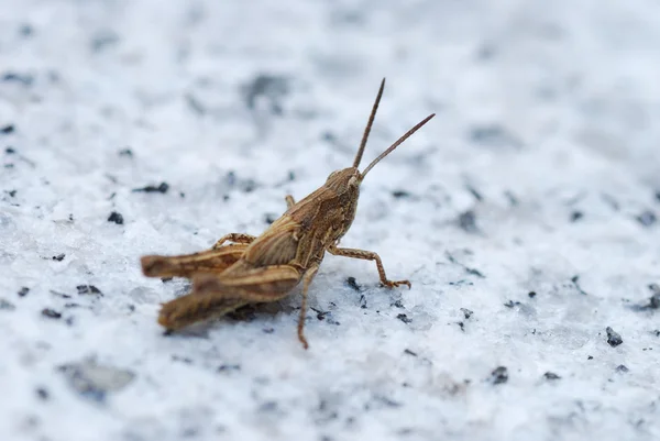 Grasshopper en piedra —  Fotos de Stock
