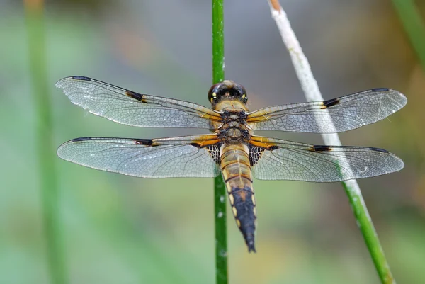 Grote dragonfly — Stockfoto