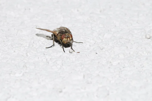 Fly on a white wall — Stock Photo, Image