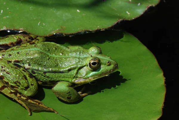 Green frog on lily — Stock Photo, Image