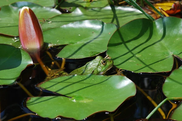 Green frog in pond — Stock Photo, Image
