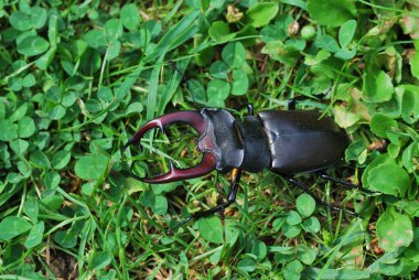 Big stag beetle in the meadow clipart