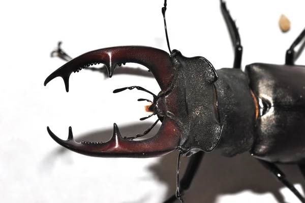 大视图鹿角甲虫 — 图库照片