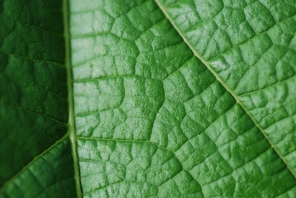 Struktura zielony liść — Zdjęcie stockowe