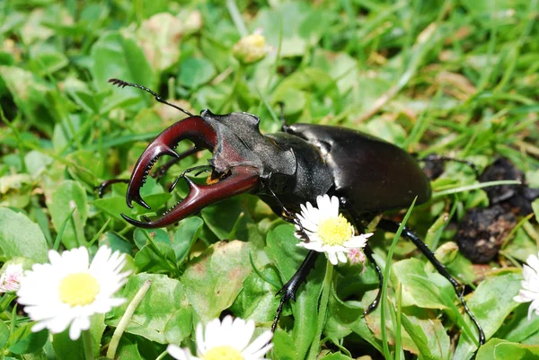 Большой жук-олень в траве — стоковое фото