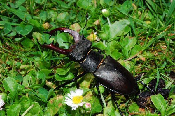 Escarabajo ciervo arrastrándose —  Fotos de Stock