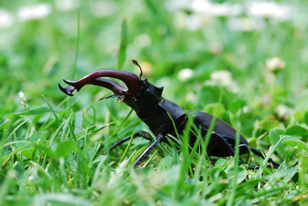 Escaravelho na grama alta — Fotografia de Stock