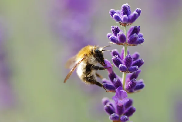 Pequena abelha na lavanda — Fotografia de Stock