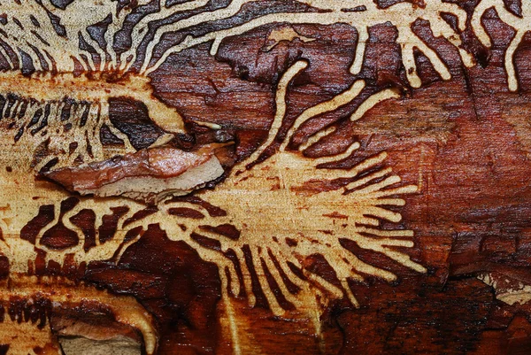 stock image Pattern of a woodworm