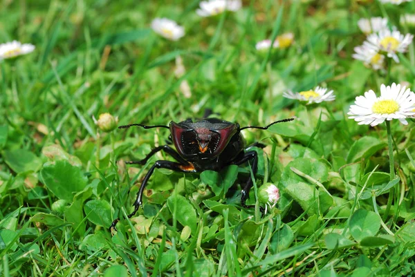 Escarabajo ciervo vista frontal —  Fotos de Stock