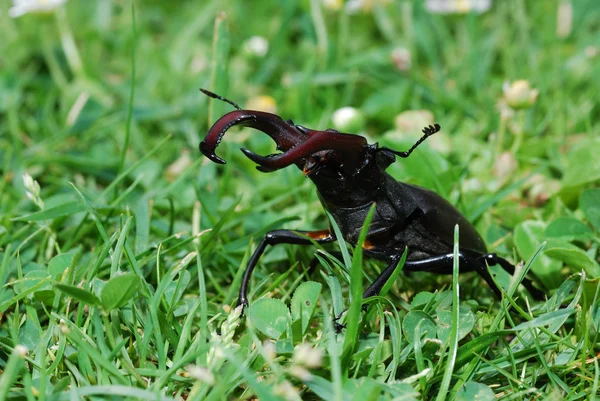 Escarabajo ciervo amenazado —  Fotos de Stock