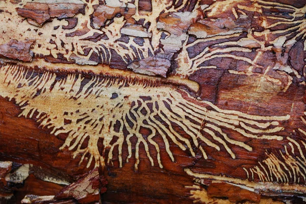 Wood worm pattern