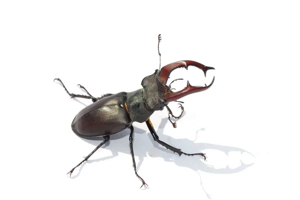 Stag beetle beyaz orta — Stok fotoğraf