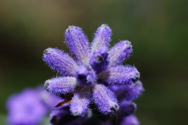 Lavanta makro fotoğraf