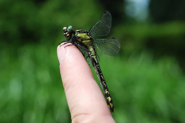 Dragonfly zittend op een vinger — Stockfoto
