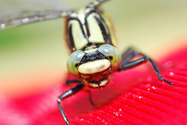 Libelle blickt in Kamera — Stockfoto