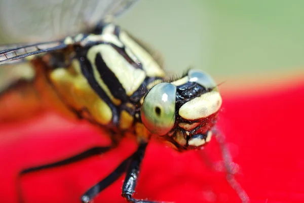 Dragonfly looks with one eye — Stock Photo, Image