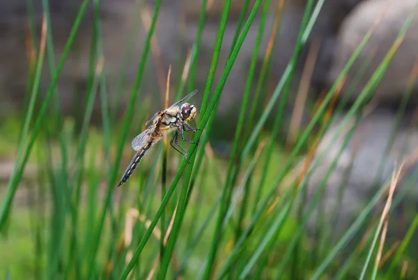 Dragonfly sitter på ett blad — Stockfoto