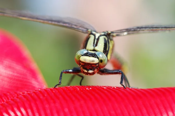 Dragonfly zittend op een rode plastic — Stockfoto