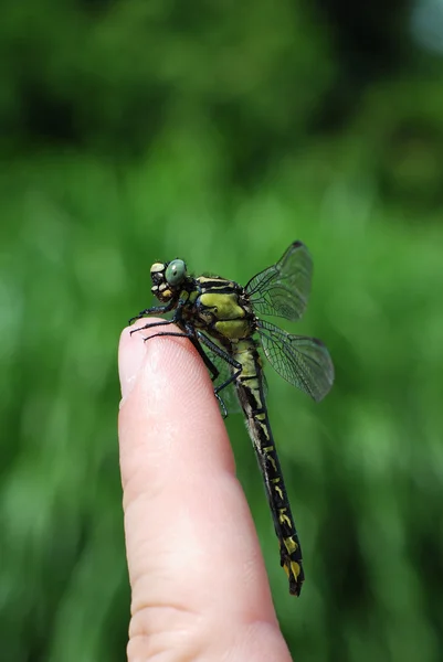 Grote dragonfly zittend op een vinger — Stockfoto