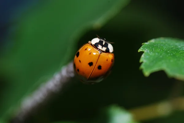 Little ladybug — Stock Photo, Image