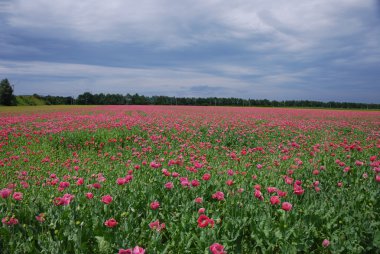 Large field of poppies clipart