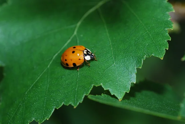 Little ladybug on big leaf — Stock Photo, Image