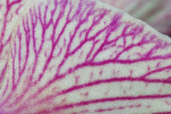 Stock image Orchid bloom