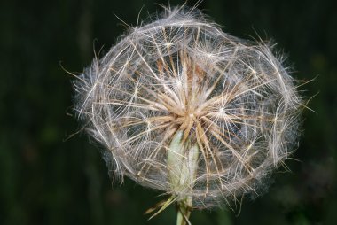 büyük blowball