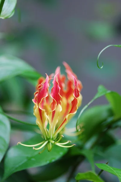 Yağmur ormanlarının çiçek — Stok fotoğraf