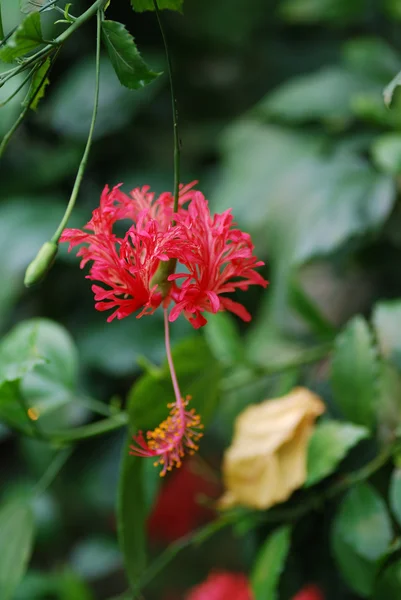 Färgstark blomma från regnskogen — Stockfoto