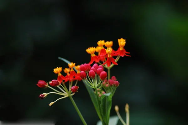 Květ deštného pralesa — Stock fotografie