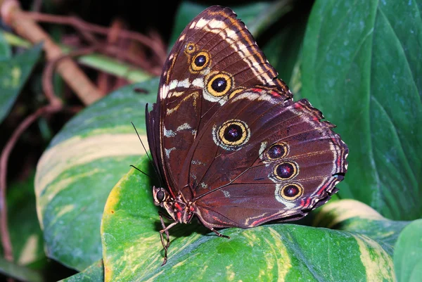 Velký hnědý motýl — Stock fotografie