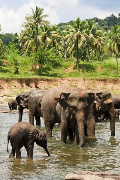 Elefantenbaden lizenzfreie Stockfotos