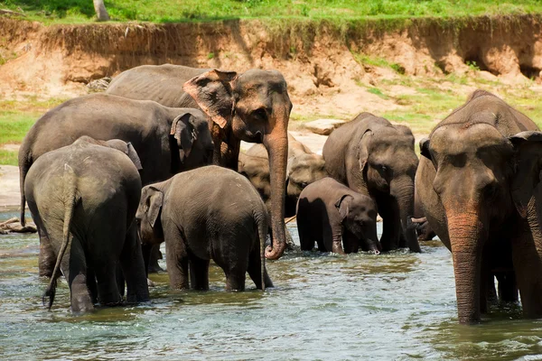 Elephants in river — Stock Photo, Image