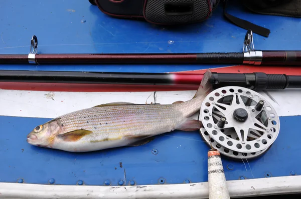 Fisk harius, fiskespön, vila upon styrelse motorboaten — Stockfoto