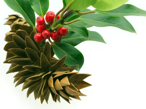 Holly Sprig — Stock Photo, Image